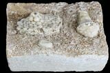 Fossil Crinoids (Uperocrinus & Physetocrinus) - Missouri #87315-2